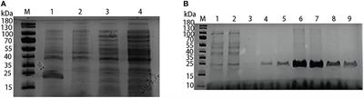 Study on immunogenicity of Lrp subunit vaccine against Vibrio alginolyticus in pearl gentian grouper(♀Epinephelus fuscoguttatus ×♂Epinephelus lanceolatus)
